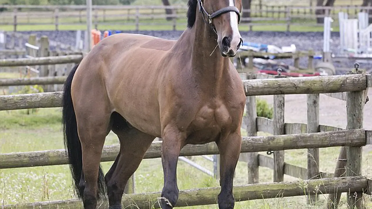 Camilan Tinggi Protein dari Daging Kuda Ngetrend di Belgia