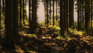 12 Negara dengan Hutan Terluas di Dunia, Indonesia Berada di Posisi Berapa?