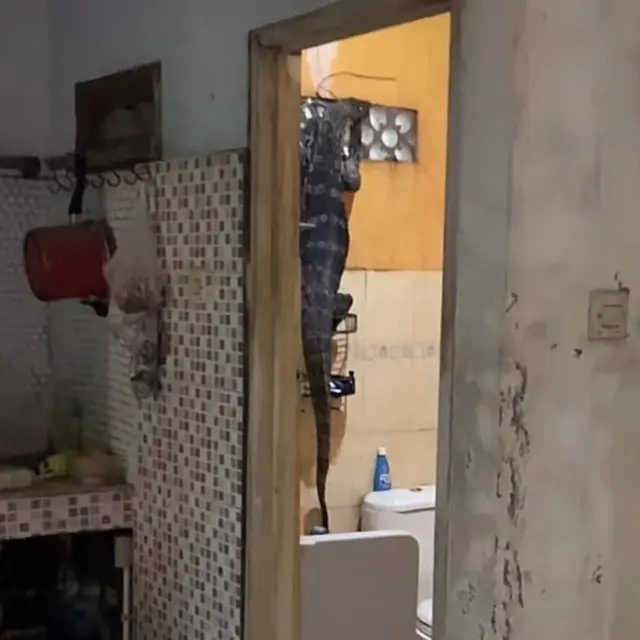 Menyelinap Masuk, 6 Potret Orang Bertemu Biawak Ini Bikin Was-Was