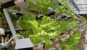 Ilustrasi tanaman hidroponik. (Gambar oleh 家志 刘 dari Pixabay)