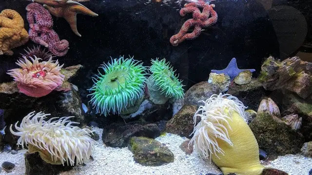 Anemon Laut