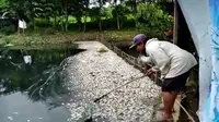 Ribua ekor ikan tawar yang dibudidayakan di Setu Citongtut, Desa Cicadas, Kecamatan Gunungputri Kabupaten Bogor mati mendadak.