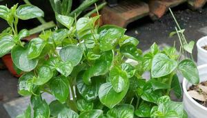 daun sirih cina (Image Bank Liputan6)