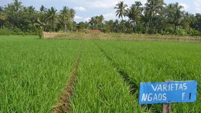 Tanaman padi dengan Teknik SRI Organik juga cocok untuk teknologi Salibu Jarwo Super. (Foto: Liputan6.com/Muhamad Ridlo)