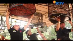 Bukan raihan bendera dari juri tanda juara yang hendak dicapai, tetapi alasan Denisa sangat manusiawi, karena untuk pemenuhan kepuasan dari keindahan visual dan bunyi.
