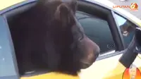 [VIDEO] Pekerja Tertimbun Tanah, Beruang Naik Lamborghini
