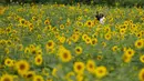 Ratusan bunga matahari mekar di sebuah ladang di Paju. (AP Photo/Lee ​​Jin-man)