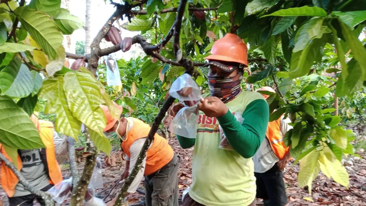 Tingkatkan Kualitas Kakao, Petani Beri Masker Pelindung Khusus