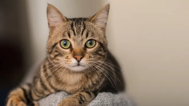 Jangan Langsung Digendong, Begini Cara Tepat Memperkenalkan Diri pada Kucing