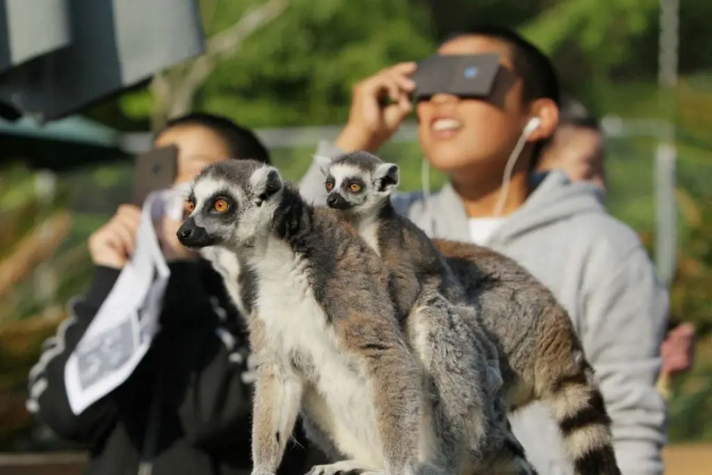  Sejumlah lemur di Japan Monkey Center di Jepang menyaksikan saat-saat gerhana (AP)