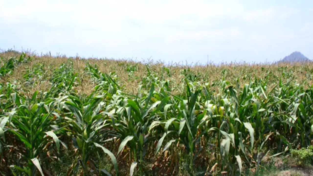 Blitar Bakal Panen Jagung Hingga 40.800 Ton