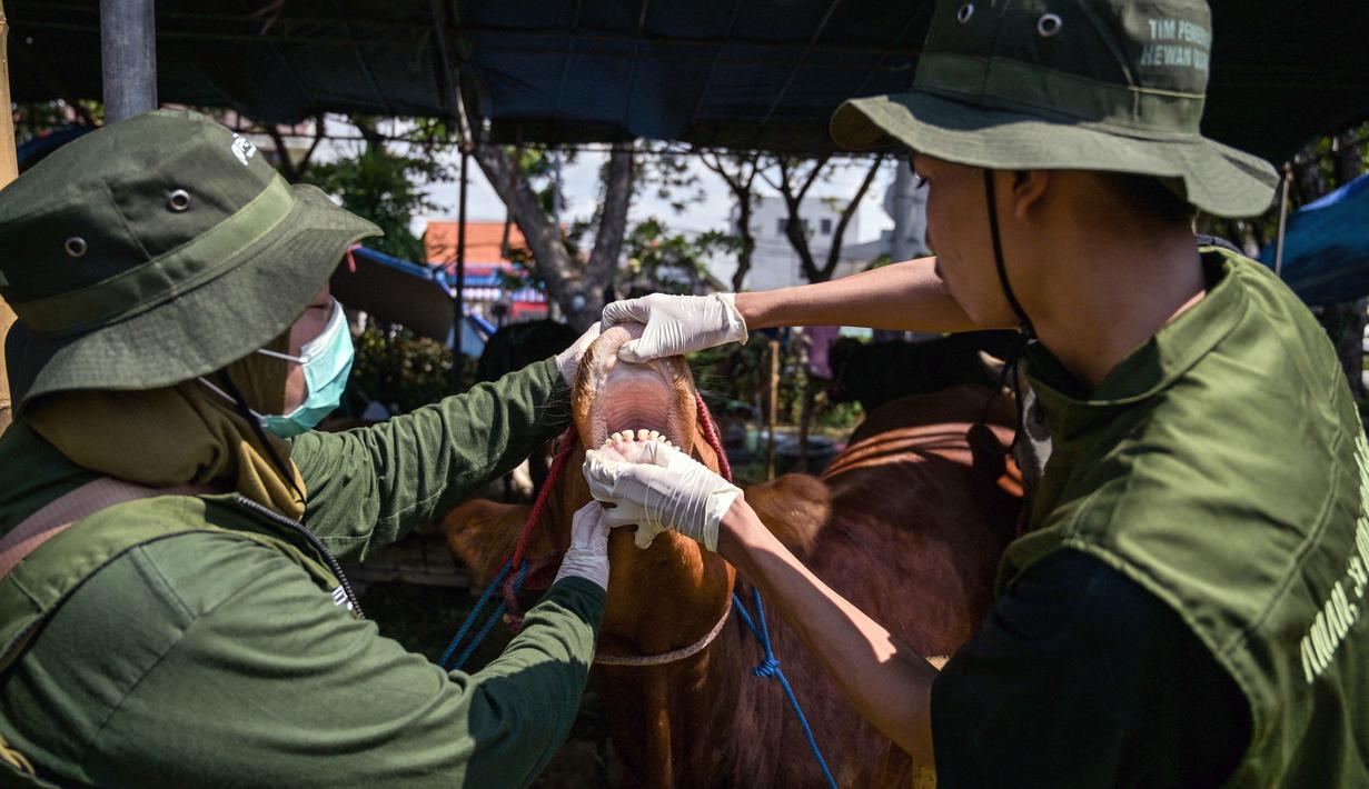 Petugas kesehatan dari Dinas Ketahanan Pangan dan Pertanian memeriksa mulut sapi di pasar ternak menjelang Idul Adha atau hari raya kurban bagi umat Muslim, di Surabaya, Jawa Timur, pada Rabu 20 Mei 2026. (JUNI KRISWANTO/AFP)