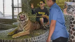 Dalam potongan gambar video terlihat petugas kebun binatang menusuk wajah harimau dengan tongkat kayu saat pengunjung berfoto bersama di Pattaya, Thailand. Harimau itu juga dipaksa duduk dan diikat rantai besi. (facebook.com/WildlifeFriendsFoundation)