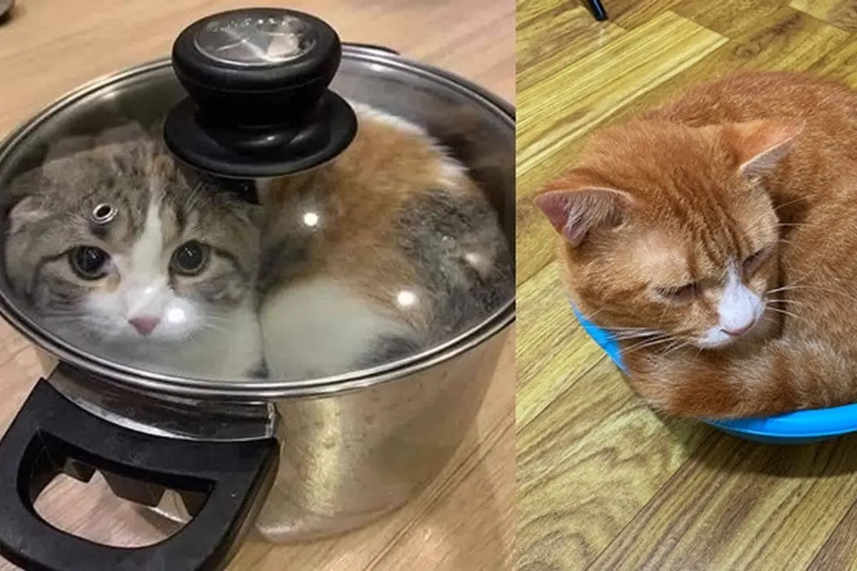 6 Kelakuan Pemilik Kucing ke Peliharaannya Ini Nyeleneh, Ada yang Dimasukkan Keresek