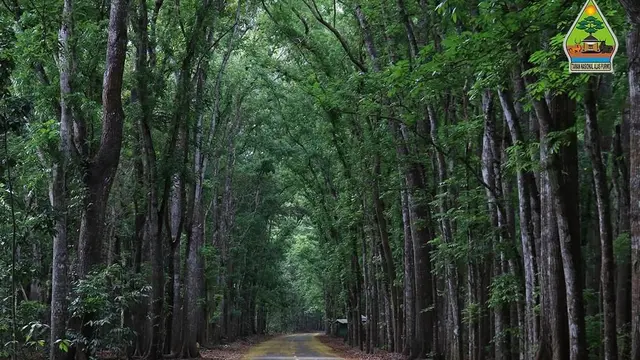 Lorong Hutan Mahoni
