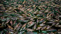 Tumpukan ikan mati terlihat di tepi Sungai Salado, Provinsi Buenos Aires, Argentina, 22 Januari 2023. (AP Photo/Natacha Pisarenko)