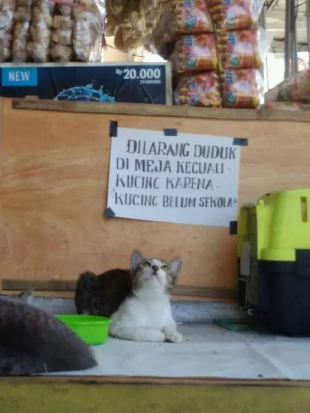 6 Pesan Untuk Kucing Lewat Tulisan Kertas Ini Nyeleneh, Bikin Ngakak