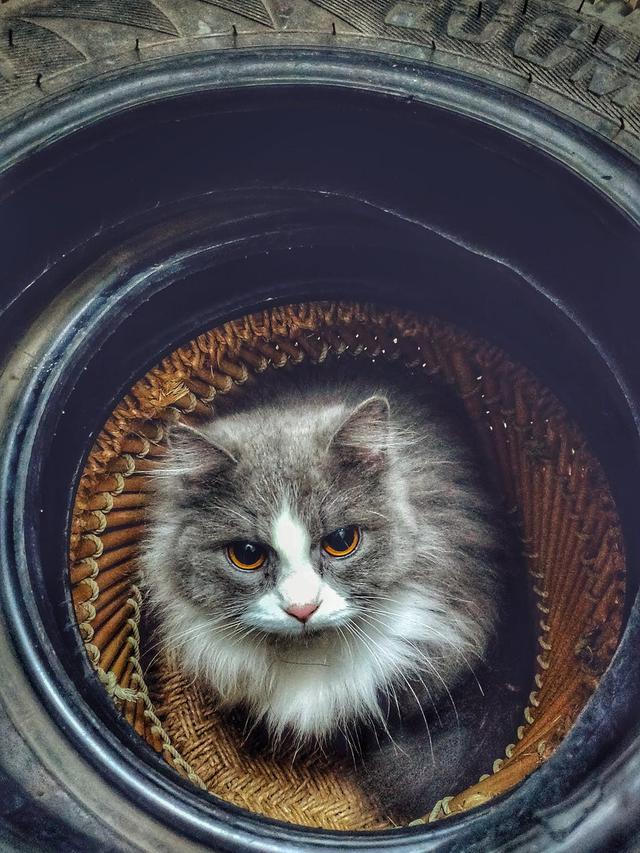 Ilustrasi kucing | Anas Jawed dari Pexels