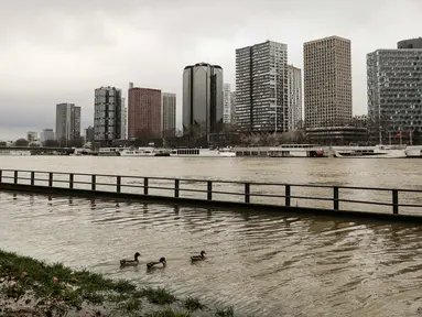 Bebek terlihat di tepi sungai Seine yang banjir di dekat menara Eiffel dan distrik Beaugrenelle, Paris (23/1). Tingkat sungai Seine naik ke ketinggian 4.57 meter (15 kaki), beberapa meter lebih tinggi dari tingkat normalnya. (AFP Photo/Ludovic Marin)