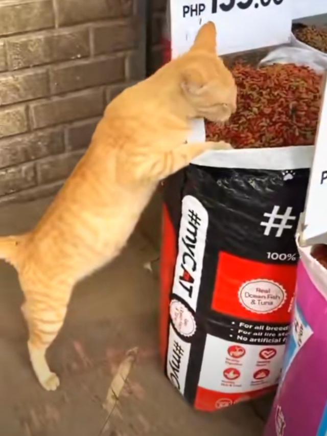 Kucing Mukbang
