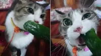 Tak seperti kucing lainnya, Hokuro-kun lahap memakan ketimun, slada dan berbagai sayuran. Foto : poooom4 | Twitter