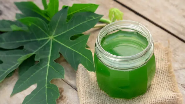 Khasiat Ajaib Daun Pepaya dalam Mengatasi DBD, Kini Bisa Dirasakan Lewat Obat Herbal Ini!