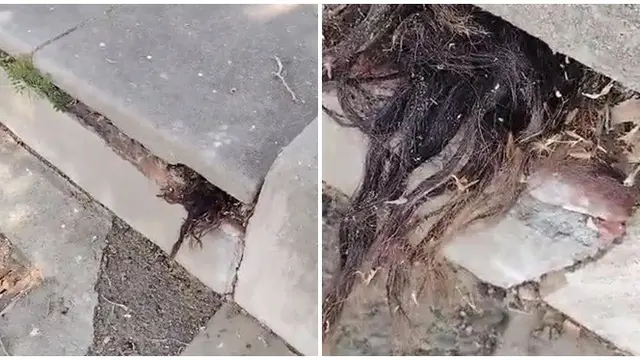 Viral Penampakan Rambut Keluar dari Kuburan Kuno Ini Bikin Merinding