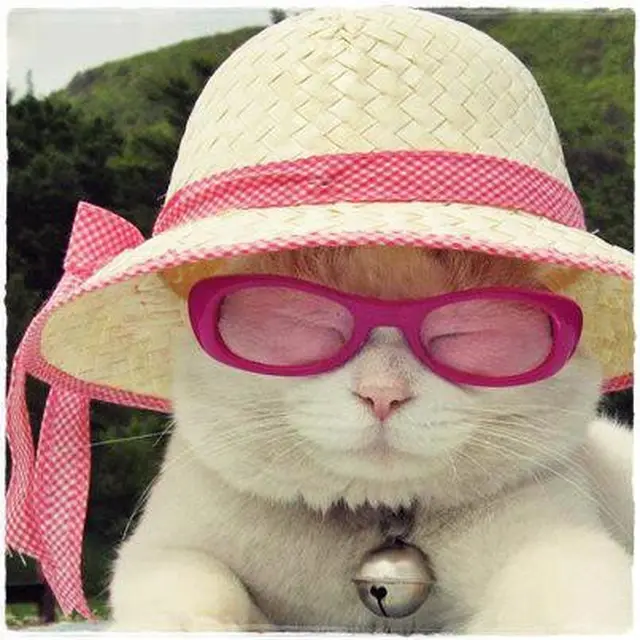 6 Potret Kucing Pakai Topi Ini Bikin Gemas, Lucu Banget