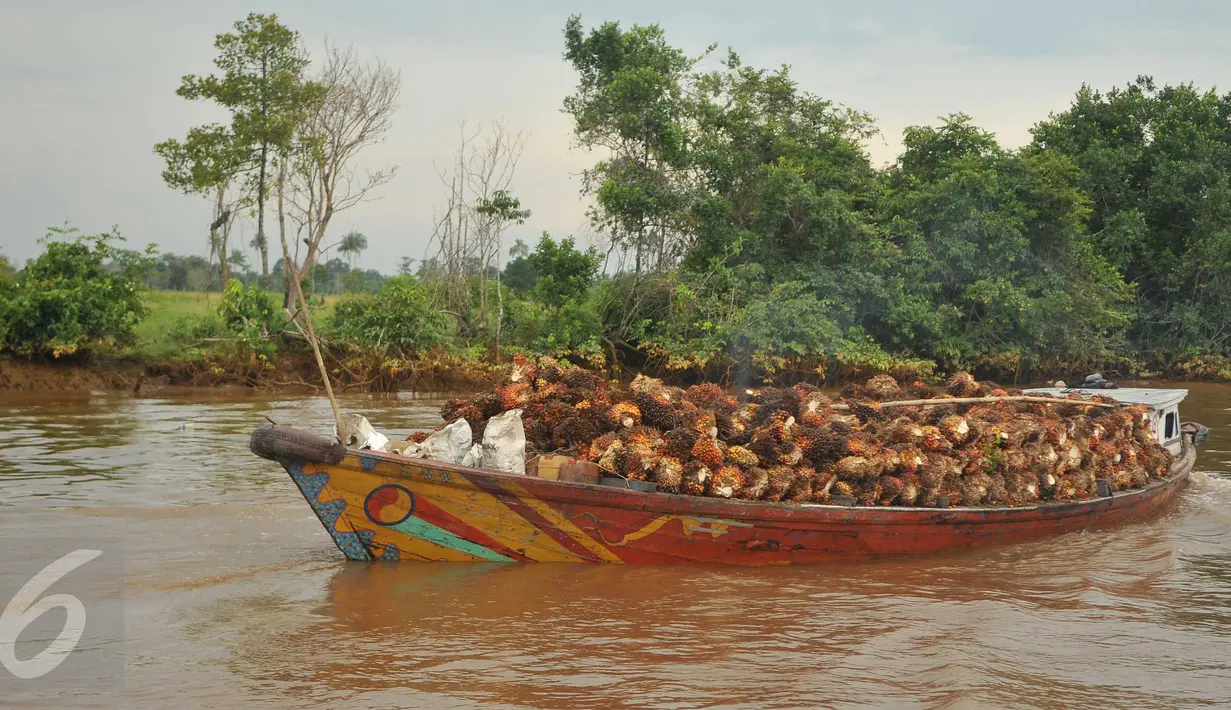 Perahu motor mengangkut sawit di Sungai Baung, Sumsel, Kamis (24/30). Karena efisien waktu, perahu motor ini juga dimanfaatkan untuk mengangkut hasil pertanian dan aktivitas lainnya. (Liputan6.com/Gempur M Surya)