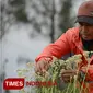 Petani Edelweis melihat kondisi bunga yang dibudidayakan untuk pembibitan bunga Edelweis di lahan kas Desa Wonokitri. (TIMES Indonesia/Adhitya Hendra)