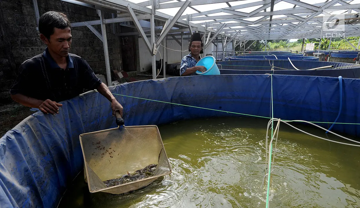 Peternak Kelompok Pembudidaya Ikan Maju Bersama memberikan pakan lele dengan metode pemeliharaan probiotik, Ciluar, Bogor, Jawa Barat, Selasa (6/8/2019). Kelompok Pembudidaya Ikan Maju Bersama teridiri dari 15 peternak lokal yang didirkan sejak tahun 2014. (merdeka.com/Arie Basuki)
