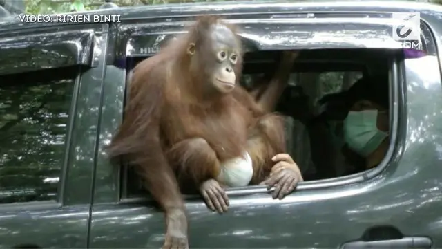 Satu individu Orangutan Jantan berusia 3 tahun, dipulangkan kembali ke habitat aslinya di Bumi Kalimantan.