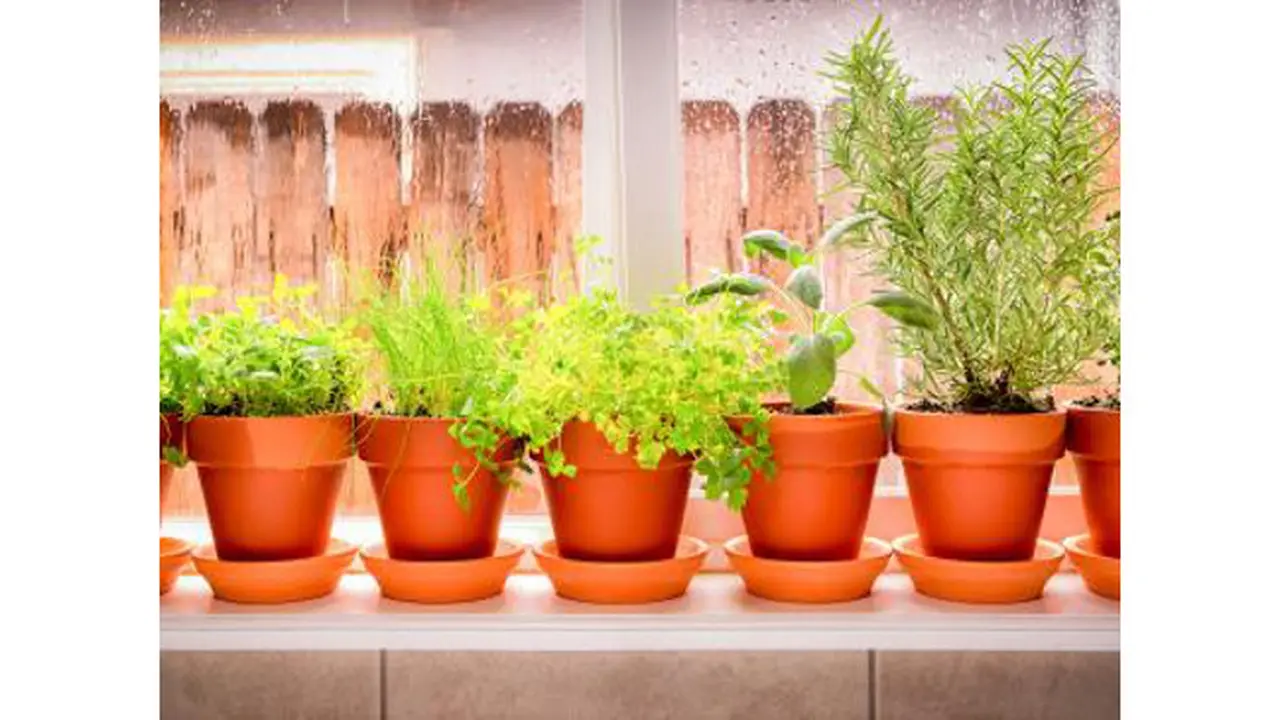 5 Tips Saat Memulai Menanam di dalam Rumah