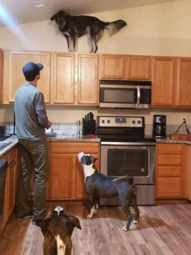 8 Potret Anjing saat Tiru Tingkah Laku Kucing Ini Bikin Geleng Kepala