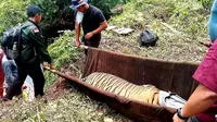 Harimau jantan yang terjebak kawat baja di hutan restorasi ekosistem di Riau. (Liputan6.com/Dok BBKSDA Riau/M Syukur)