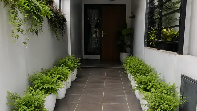 6 Ide Menata Tanaman Suplir di Teras Rumah
