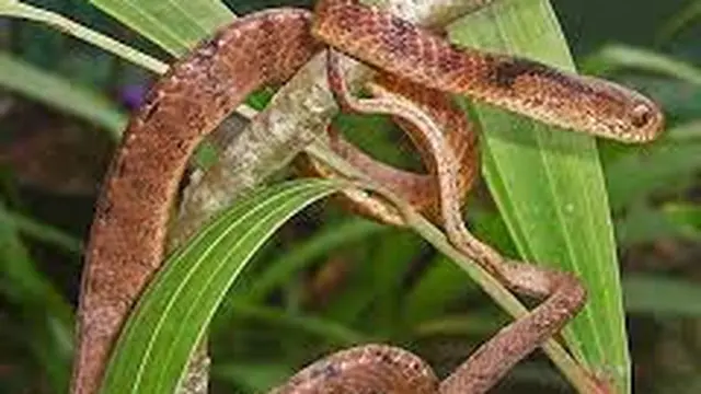 Ekspedisi Misterius, Penemuan Ular Baru di Pohon Menggemparkan Ilmuwan