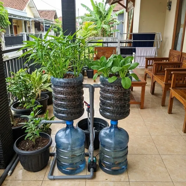 Tips Bikin Aquaponik di Galon Bekas Anti Bau