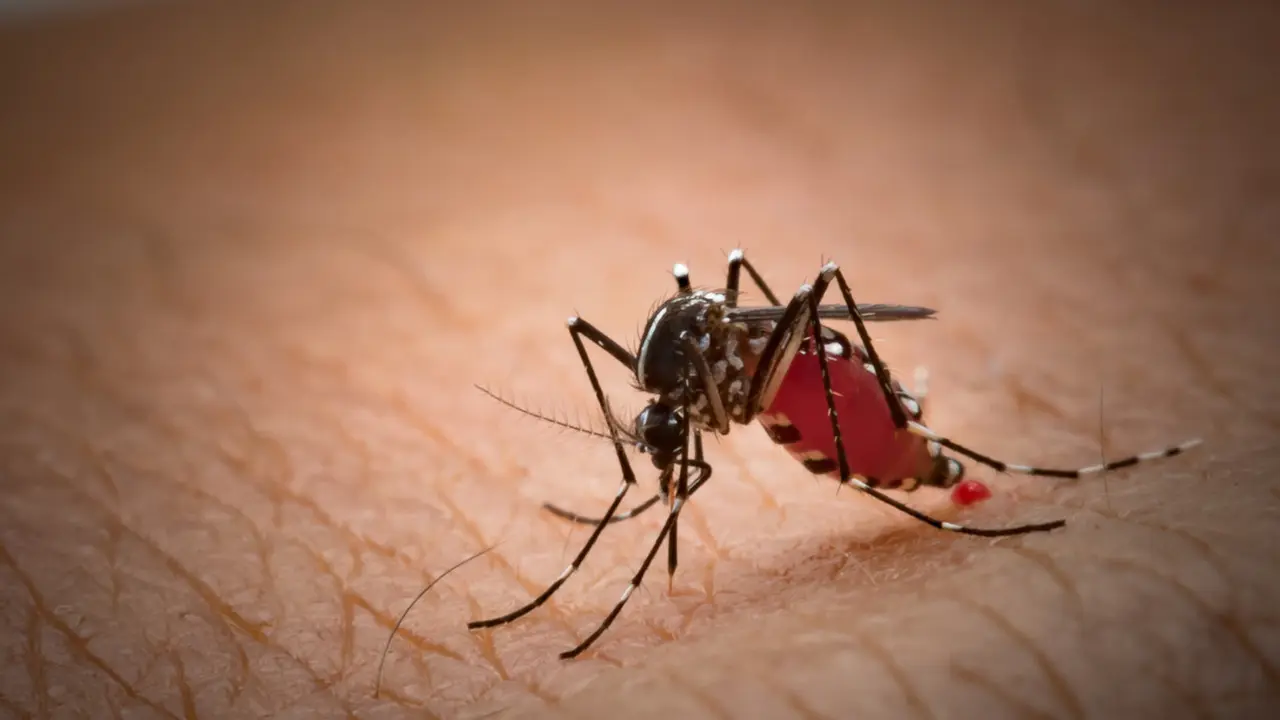 Gejala Chikungunya