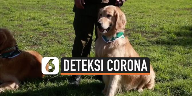 VIDEO: Anjing Dilatih Deteksi Orang yang Terinfeksi Virus Corona