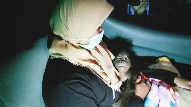 Bayi orangutan digendong petugas BBKSDA Riau setelah gagal diselundupkan dari Kota Dumai tujuan Malaysia.