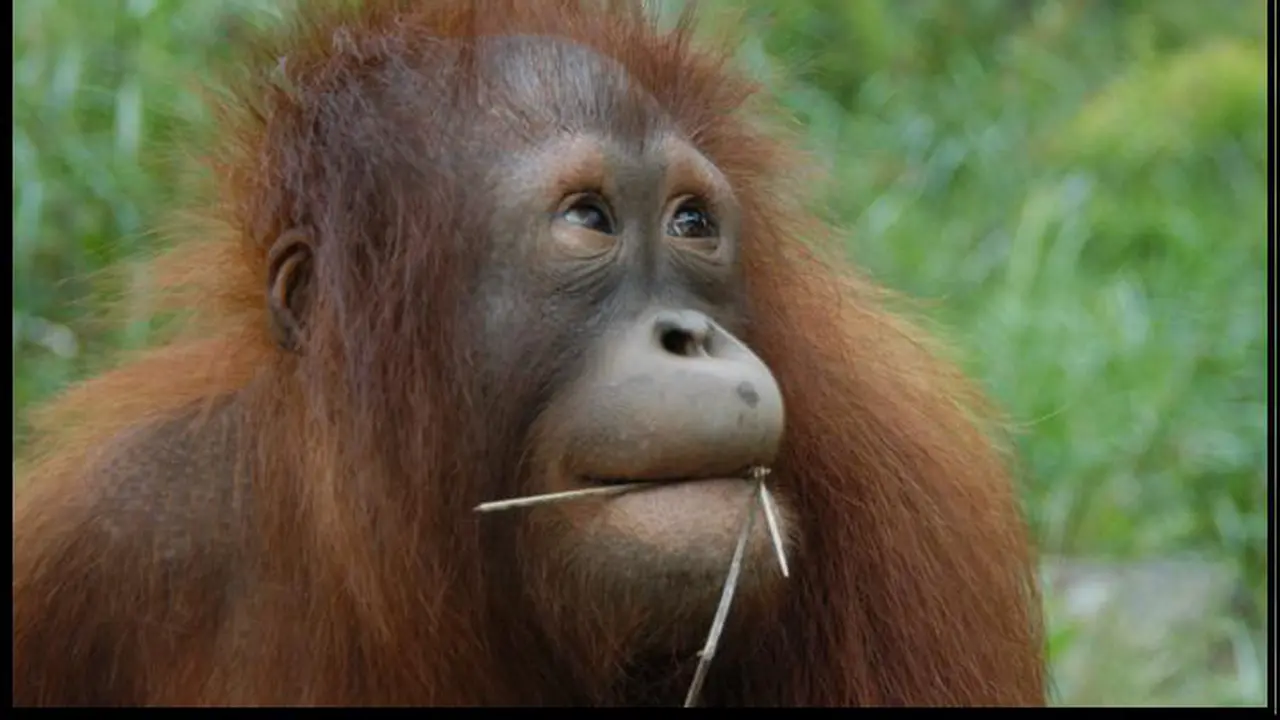 Lepas Dari Dunia Hitam PSK, Pony Orangutan Makin Bahagia