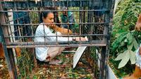 Pemasangan kandang jebak untuk menangkap harimau sumatra yang terkam petani menjelang Lebaran Idul Fitri lalu. (Liputan6.com/Dok BBKSDA Riau).