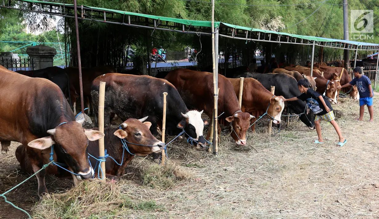 Dua orang anak bermain dengan sapi kurban yang dijual di TPU Tanah Kusir, Jakarta, Senin (21/8). Pedagang hewan kurban memanfaatkan lahan di areal makam untuk menjual sapi menjelang Hari Raya Idul Adha. (Liputan6.com/Johan Tallo)