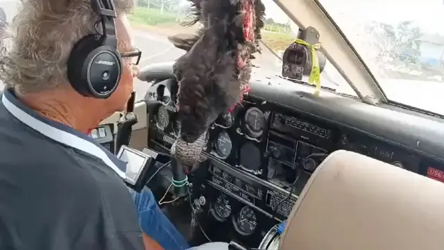Burung Bangkai Tabrak Pesawat