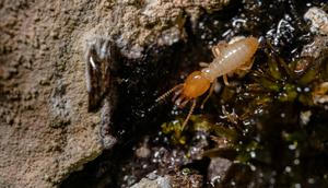 Tips Deteksi Rayap Sudah Menghuni Rumahmu (Sumber: Ilustrasi Pexels)