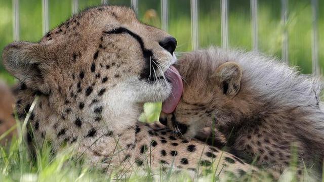 Seekor cheetah, Savannah, menjilati anaknya yang belum lama dilahirkan di Kebun Binatang Praha, Republik Ceko, Kamis (3/8).