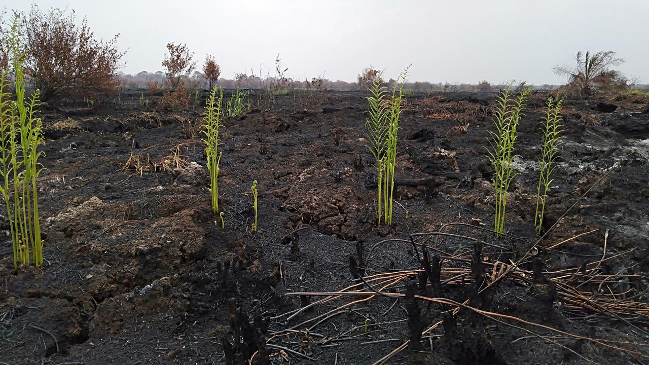 Kerugian Kebakaran Hutan Jambi