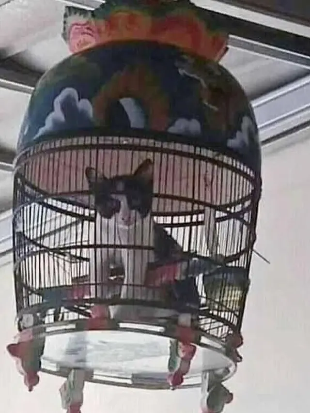 6 Kandang Kucing Ini Nyeleneh Banget, Bikin Tepuk Jidat