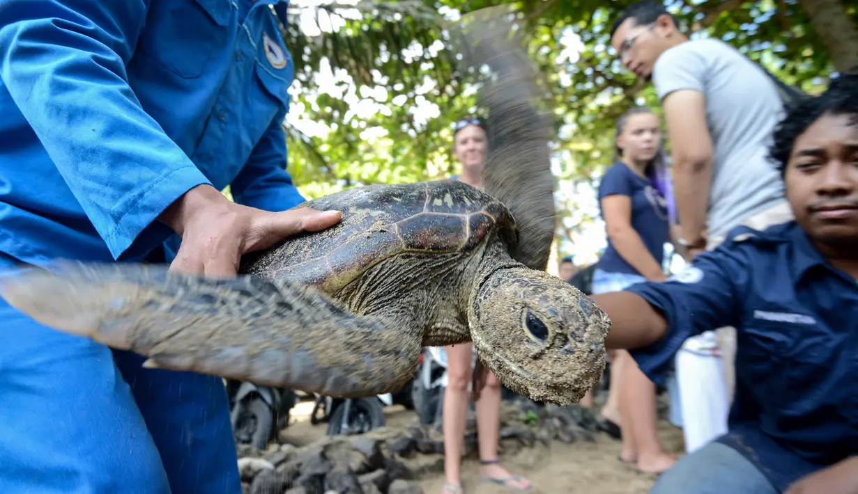 Kura-kura hijau dilepaskan di pantai Kuta di pulau Bali (27/3). Sekitar 18 kura-kura hijau diburu untuk diambil dagingnya dan dilepaskan kembali ke laut setelah polisi menangkap pelaku di Kabupaten Gianyar pada 13 Maret. (AFP Photo/Sonny Tumbelaka)